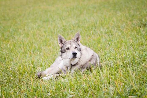 Saarloos Wolfhond Stock Photos