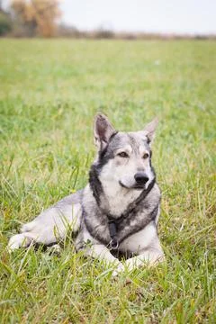 Saarloos Wolfhond Stock Photos