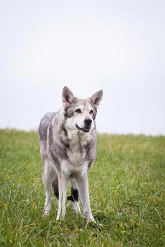 Saarloos Wolfhond Stock Photos