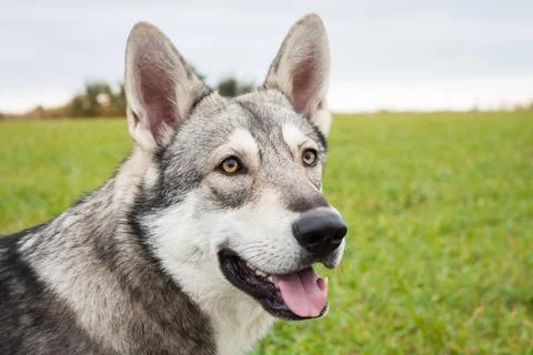 Saarloos Wolfhond Stock Photos
