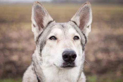 Saarloos Wolfhond Stock Photos