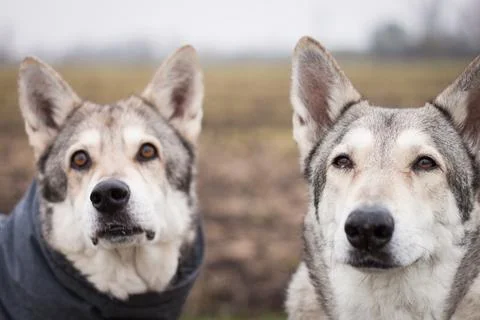Saarloos Wolfhond Stock Photos