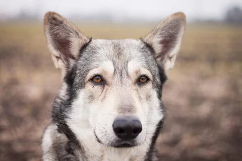 Saarloos Wolfhond Stock Photos