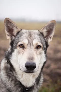 Saarloos Wolfhond Stock Photos