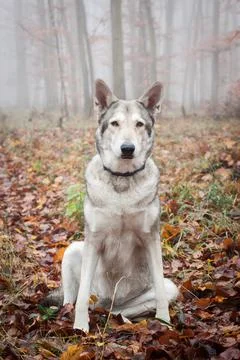 Saarloos Wolfhond Stock Photos