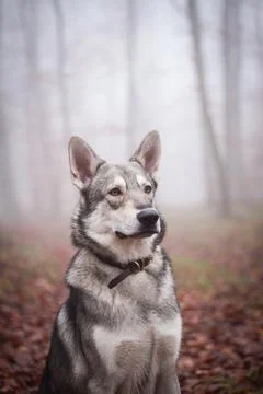 Saarloos Wolfhond Stock Photos