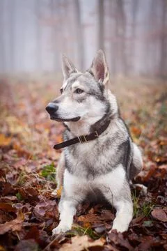 Saarloos Wolfhond Stock Photos