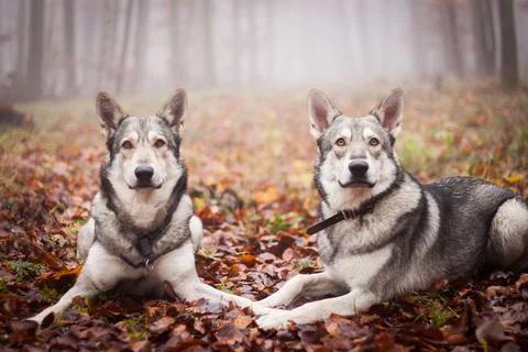 Saarloos Wolfhond Stock Photos