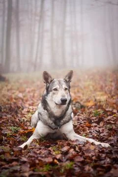Saarloos Wolfhond Stock Photos