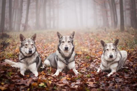 Saarloos Wolfhond Stock Photos