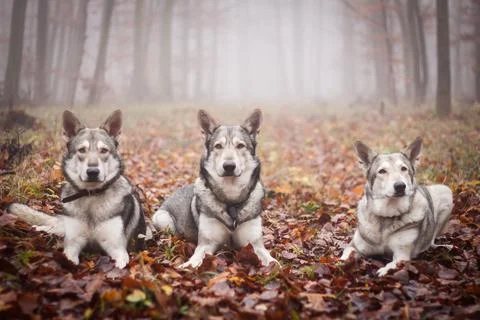 Saarloos Wolfhond Stock Photos