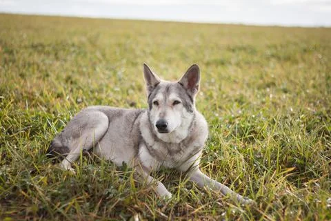 Saarloos Wolfhond Stock Photos