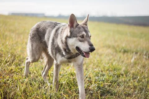 Saarloos Wolfhond Stock Photos