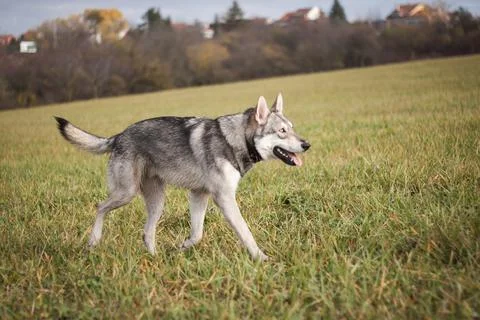 Saarloos Wolfhond Stock Photos