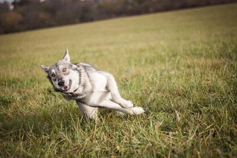 Saarloos Wolfhond Stock Photos