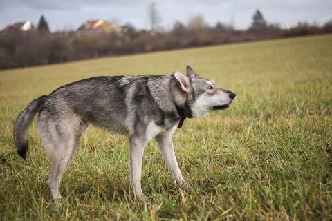 Saarloos Wolfhond Stock Photos
