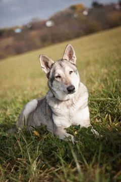 Saarloos Wolfhond Stock Photos