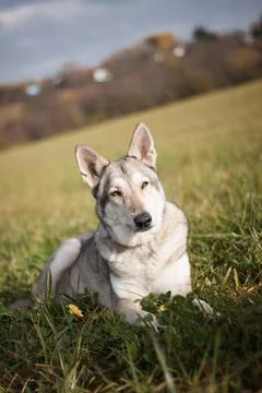 Saarloos Wolfhond Stock Photos