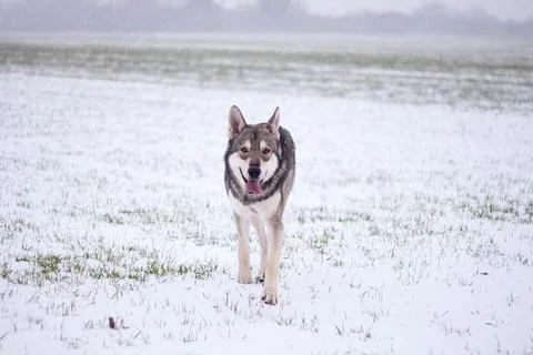 Saarloos Wolfhond Stock Photos