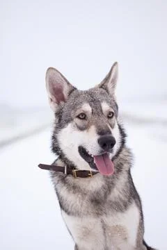Saarloos Wolfhond Stock Photos