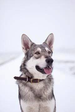 Saarloos Wolfhond Stock Photos