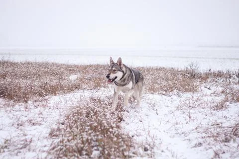 Saarloos Wolfhond Stock Photos