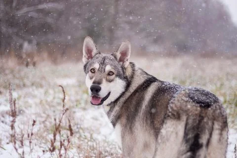 Saarloos Wolfhond Stock Photos