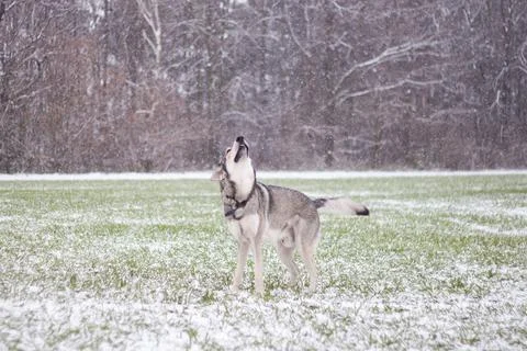 Saarloos Wolfhond Stock Photos