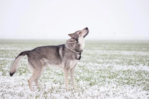 Saarloos Wolfhond Stock Photos