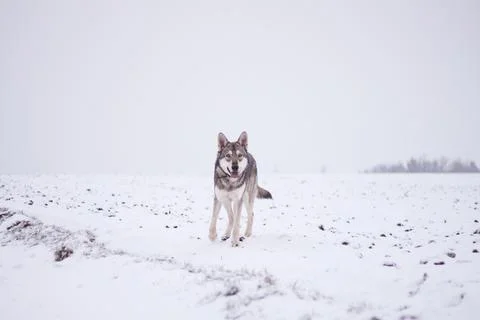 Saarloos Wolfhond Stock Photos