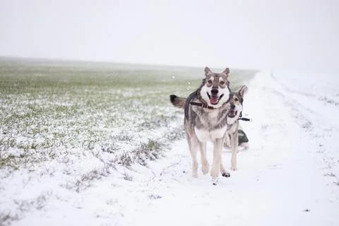 Saarloos Wolfhond Stock Photos