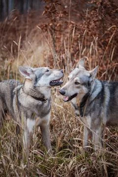 Saarloos Wolfhond Stock Photos