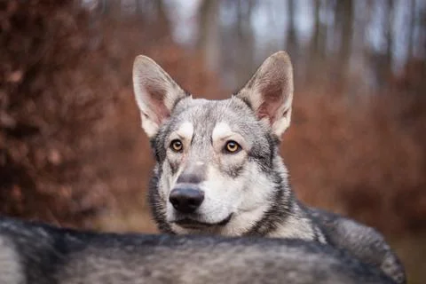 Saarloos Wolfhond Stock Photos
