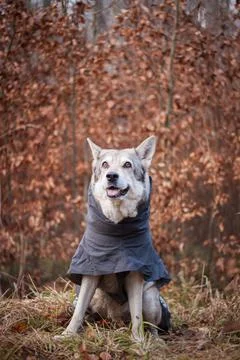 Saarloos Wolfhond Stock Photos