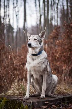 Saarloos Wolfhond Stock Photos