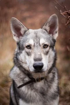 Saarloos Wolfhond Stock Photos