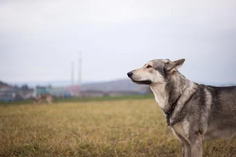 Saarloos Wolfhond Stock Photos