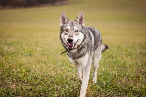 Saarloos Wolfhond Stock Photos