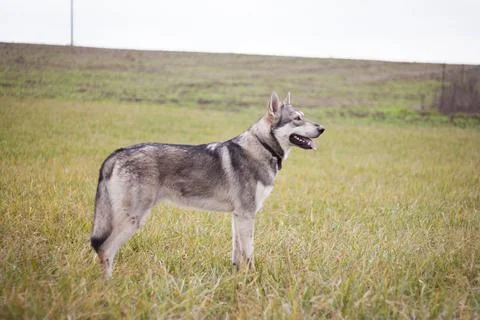 Saarloos Wolfhond Stock Photos