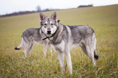 Saarloos Wolfhond Stock Photos