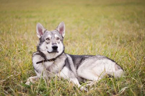 Saarloos Wolfhond Stock Photos