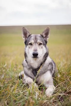 Saarloos Wolfhond Stock Photos