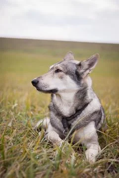 Saarloos Wolfhond Stock Photos