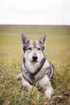 Saarloos Wolfhond Stock Photos