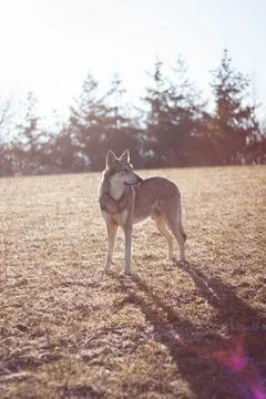 Saarloos Wolfhond Stock Photos