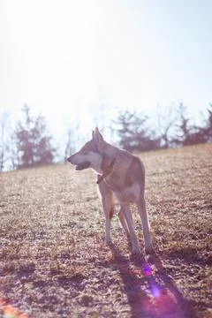 Saarloos Wolfhond Stock Photos