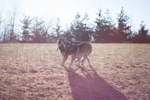 Saarloos Wolfhond Stock Photos