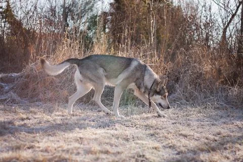 Saarloos Wolfhond Stock Photos