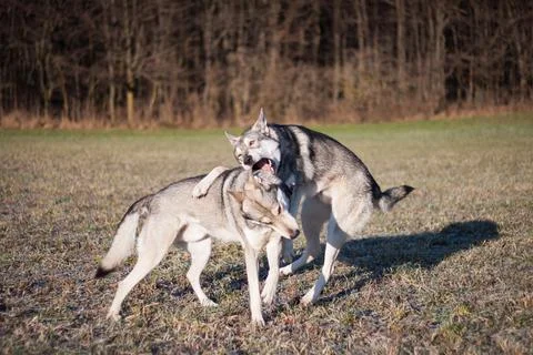 Saarloos Wolfhond Stock Photos