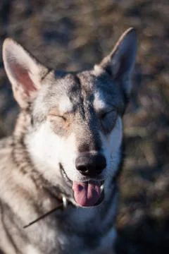 Saarloos Wolfhond Stock Photos